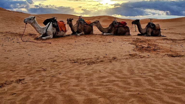 camel trekking in merzouga