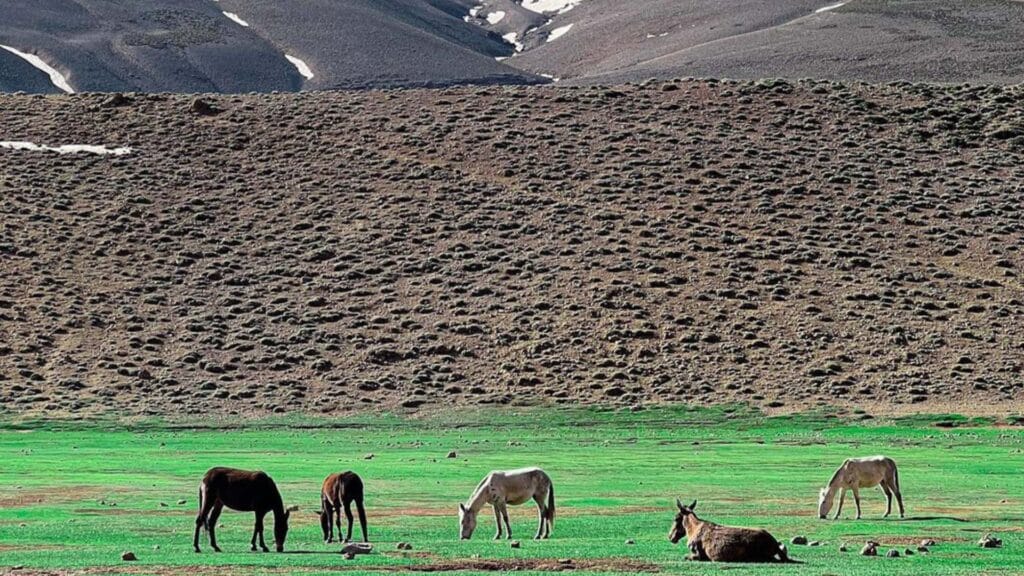 Excursión de un día a Imlil desde Marrakech