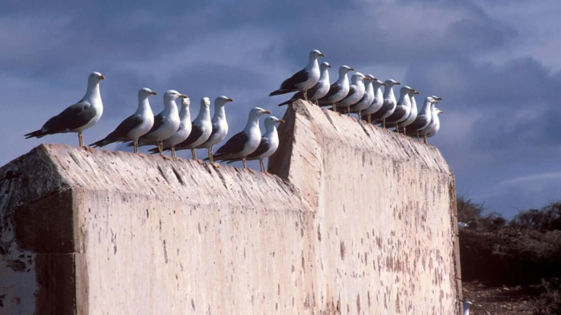 Excursion d'une journée de Marrakech à Essaouira