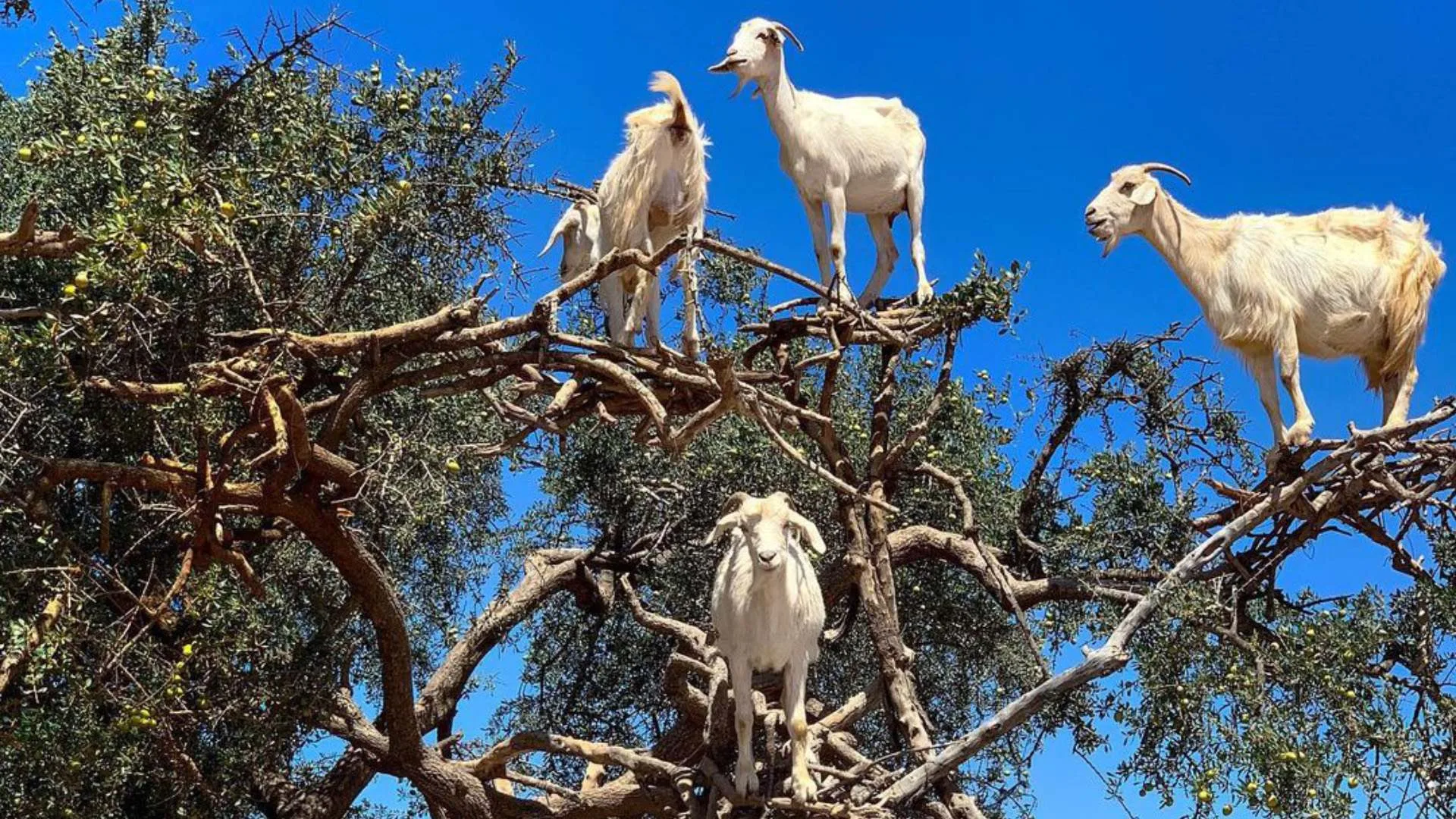 Excursion d'une journée de Marrakech à Essaouira
