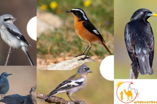 Circuit ornithologique de 10 jours sur les côtes atlantiques via le désert du Sahara