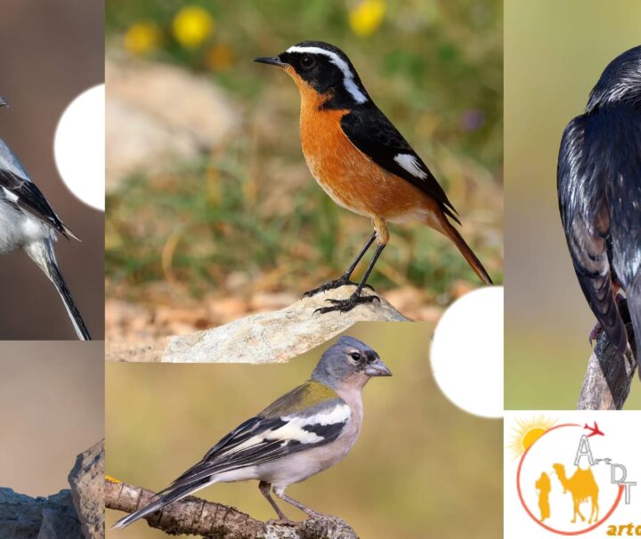 Ruta ornitológica de 10 días por las costas atlánticas a través del desierto del Sáhara