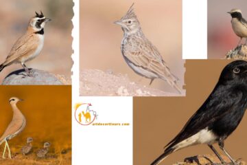 Excursión de 8 días a las montañas del Atlas y observación de aves en Guelmim