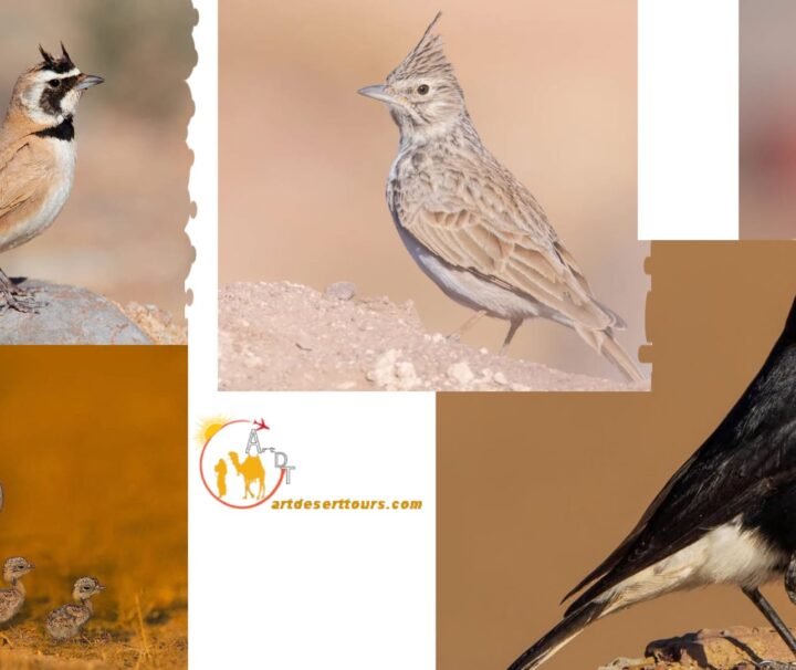 8 jours d'excursion dans les montagnes de l'Atlas et les oiseaux de Guelmim