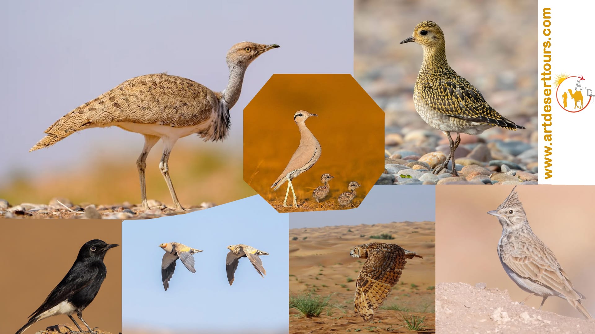 viajes a marruecos y aves