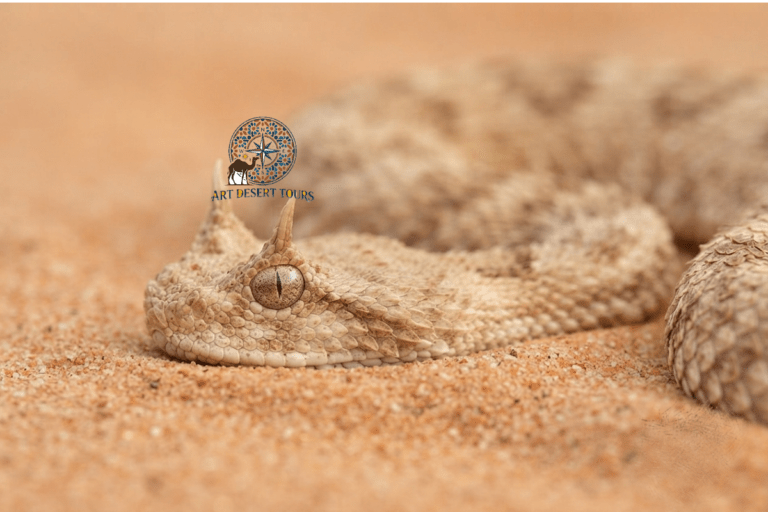 merzouga birdwatching trip