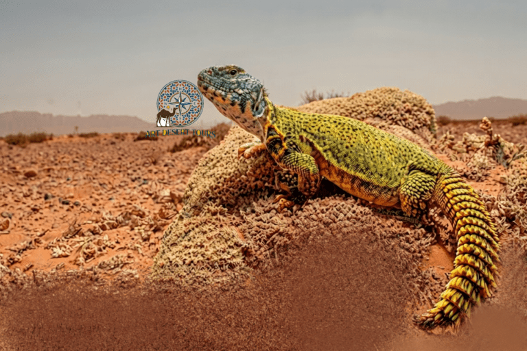 merzouga birdwatching trip