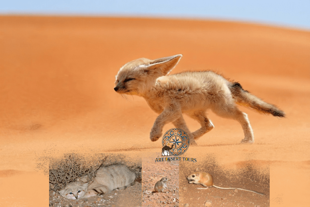 3 Days Merzouga Sahara Birdwatching Trip  Desert Tour