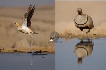 Excursion d'observation des oiseaux à Merzouga