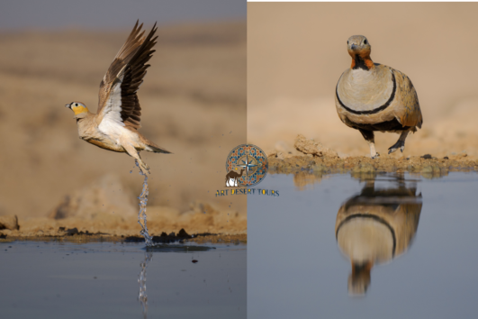 merzouga birdwatching trip