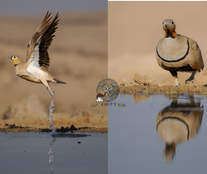 merzouga birdwatching trip