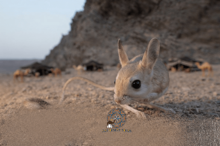 merzouga birdwatching trip