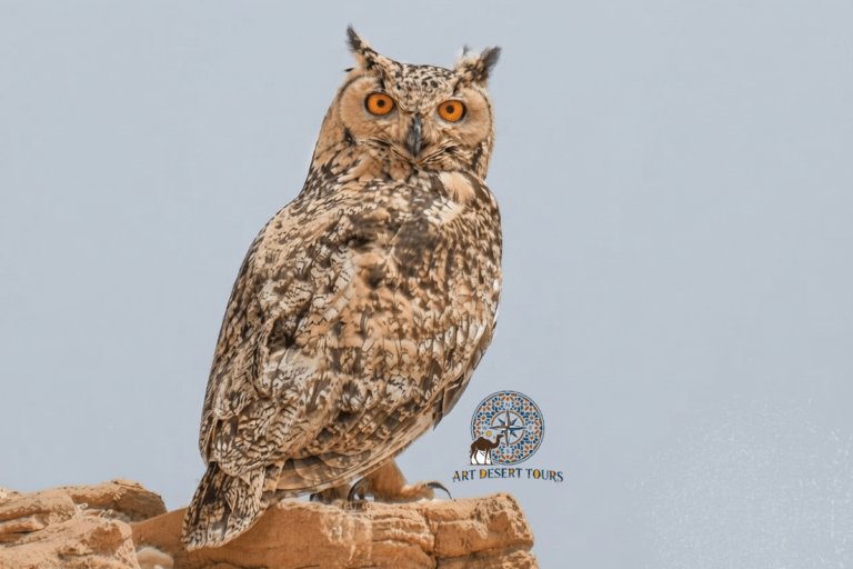 merzouga birdwatching trip